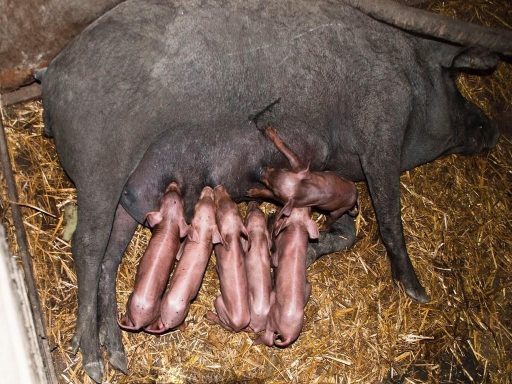 Cerdos ibericos con su madre